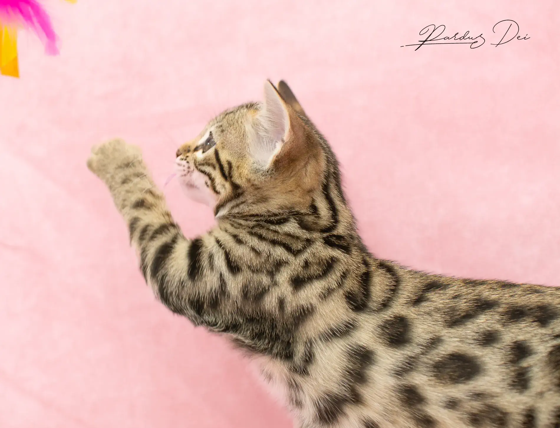 chaton bengal